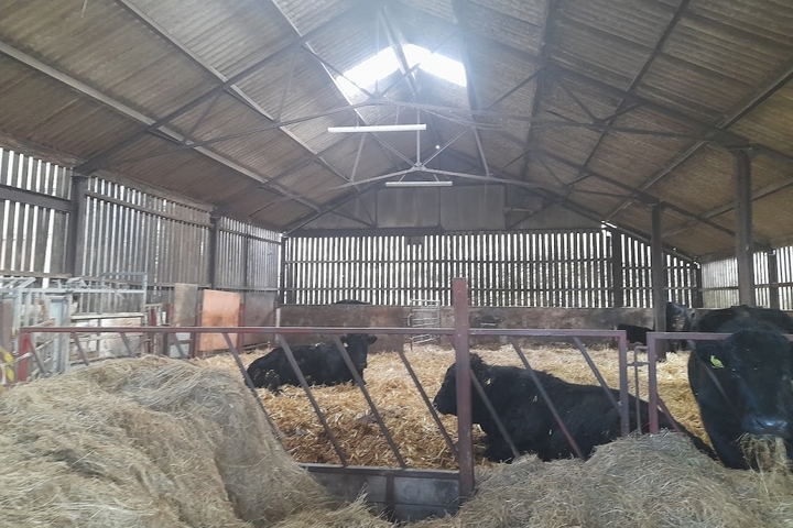 Image of cows in a barn.